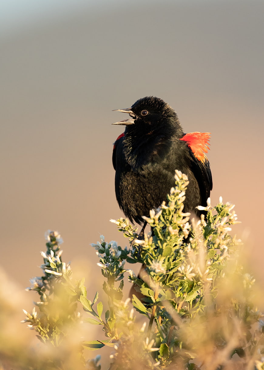 Red-winged Blackbird Singing on Bush in Golden Light