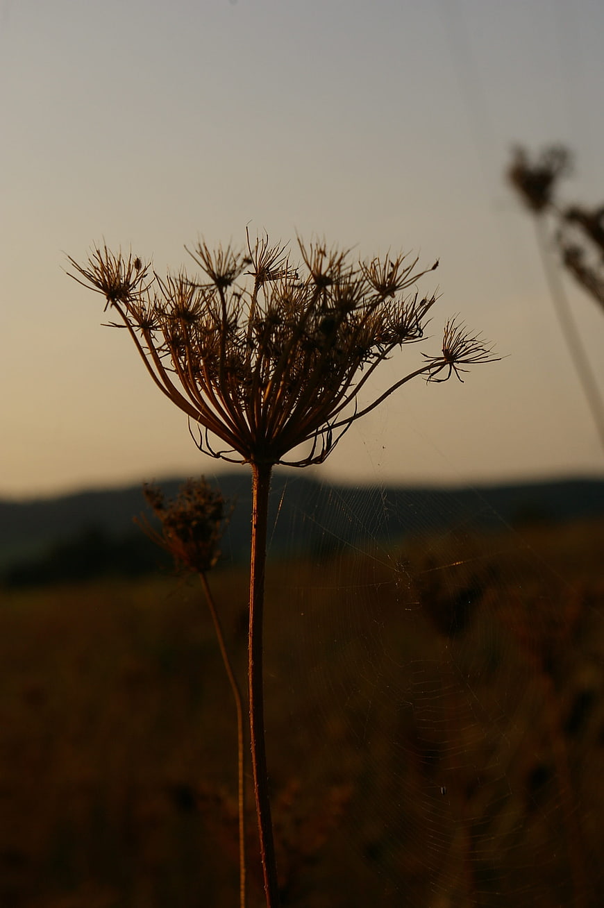 Silhouette of dried wildflower with spiderweb at sunset