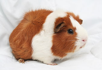 Red and white guinea pig portrait on white background