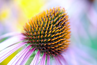 Close-up of Purple Coneflower with Spiky Orange Center