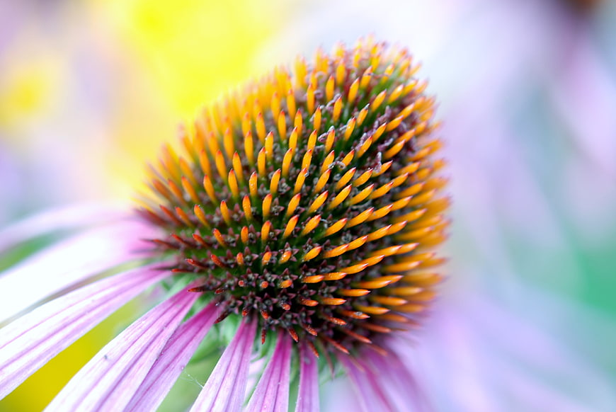 Close-up of Purple Coneflower with Spiky Orange Center