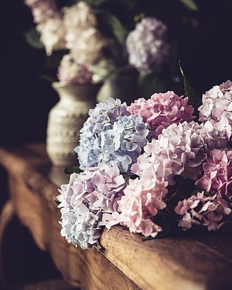 Pastel Hydrangeas on Rustic Wooden Surface