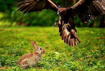 Hawk Diving to Hunt Rabbit in Green Meadow