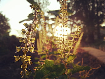 Backlit Basil Plant with Spider Webs in Golden Hour Sunlight