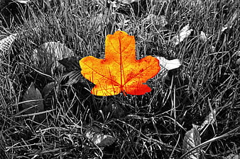Selective Color Orange Autumn Leaf on Black and White Grass