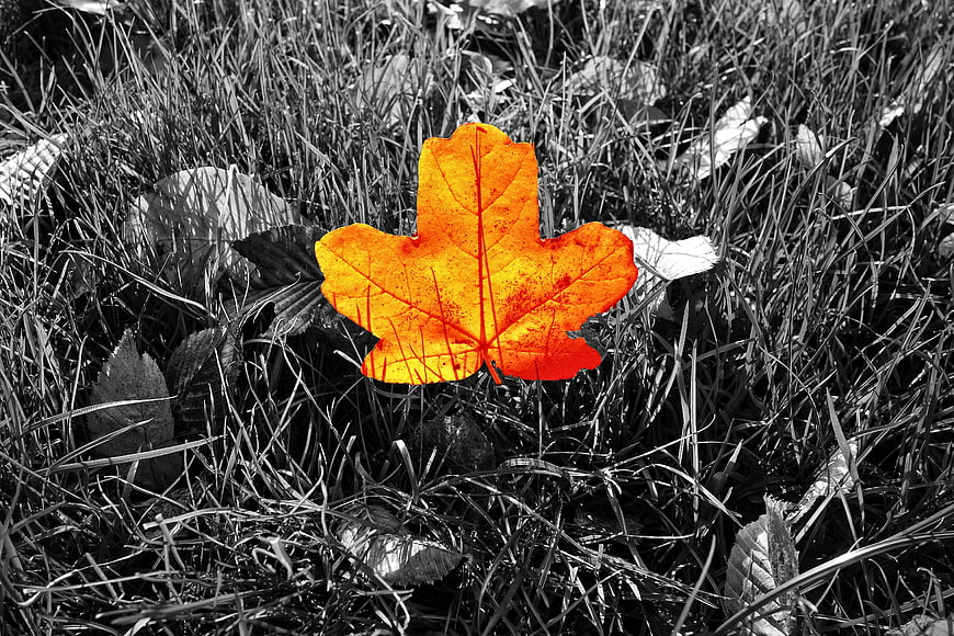 Selective Color Orange Autumn Leaf on Black and White Grass