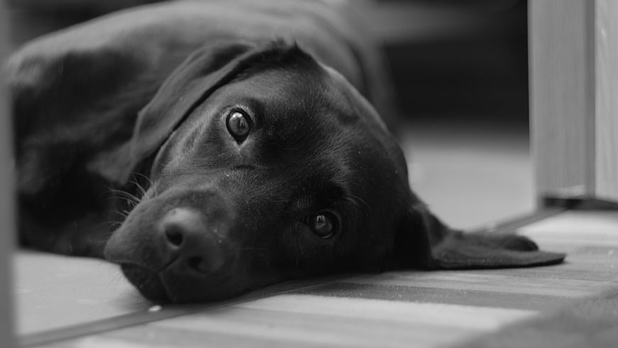 Sad Black Labrador Puppy Lying on Floor in Black and White