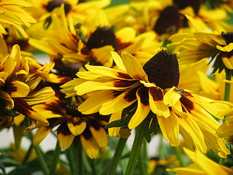 Close-up of vibrant yellow and brown black-eyed susan flowers