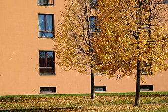 Golden autumn trees in front of a peach-colored apartment building