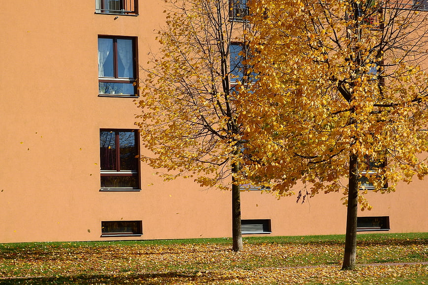 Golden autumn trees in front of a peach-colored apartment building