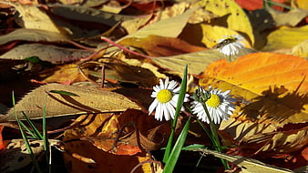 White Daisies Blooming Among Golden Autumn Leaves