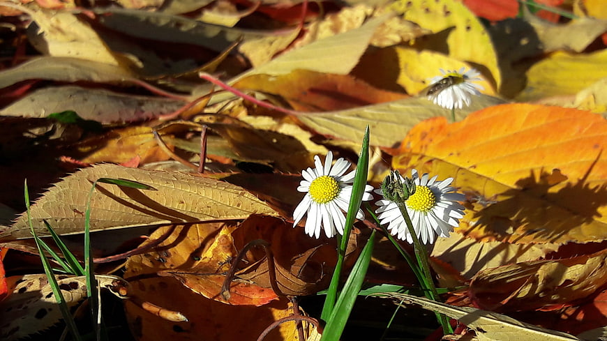 White Daisies Blooming Among Golden Autumn Leaves