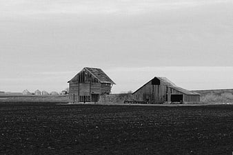 Black and white photo of weathered barns in rural field