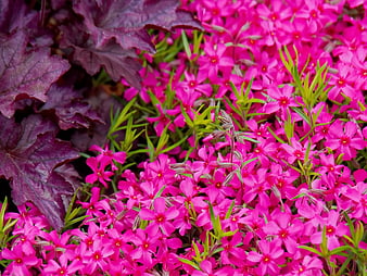 Vibrant Pink Phlox Flowers with Dark Purple Leaves