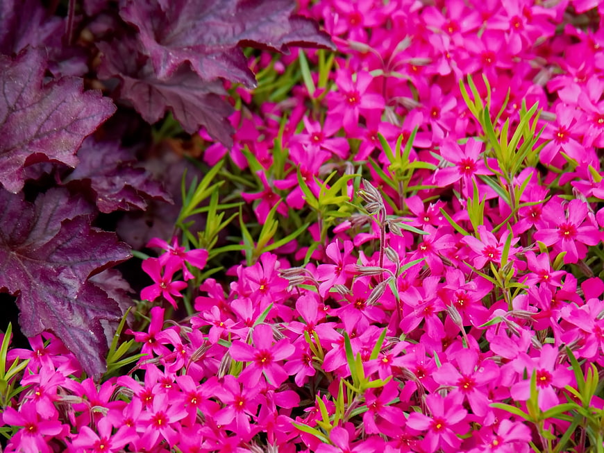 Vibrant Pink Phlox Flowers with Dark Purple Leaves