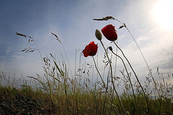 Red Poppies Backlit by Sun in Grassy Field