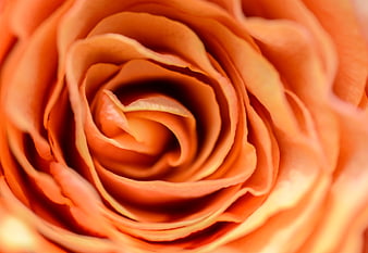 Close-up of a vibrant orange rose bloom