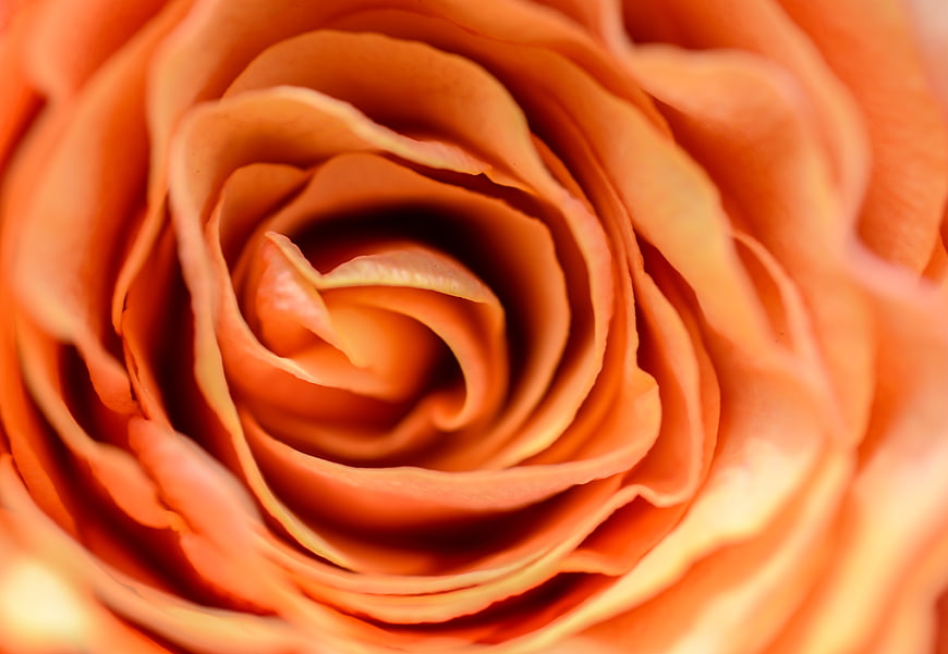 Close-up of a vibrant orange rose bloom