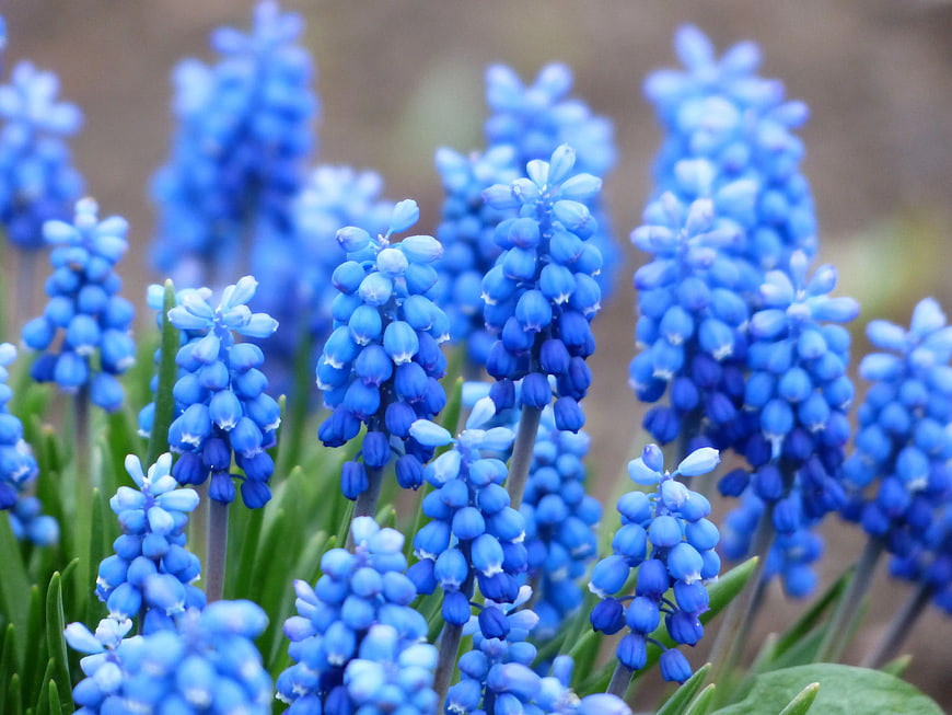Vibrant Blue Grape Hyacinth Flowers in Spring Garden