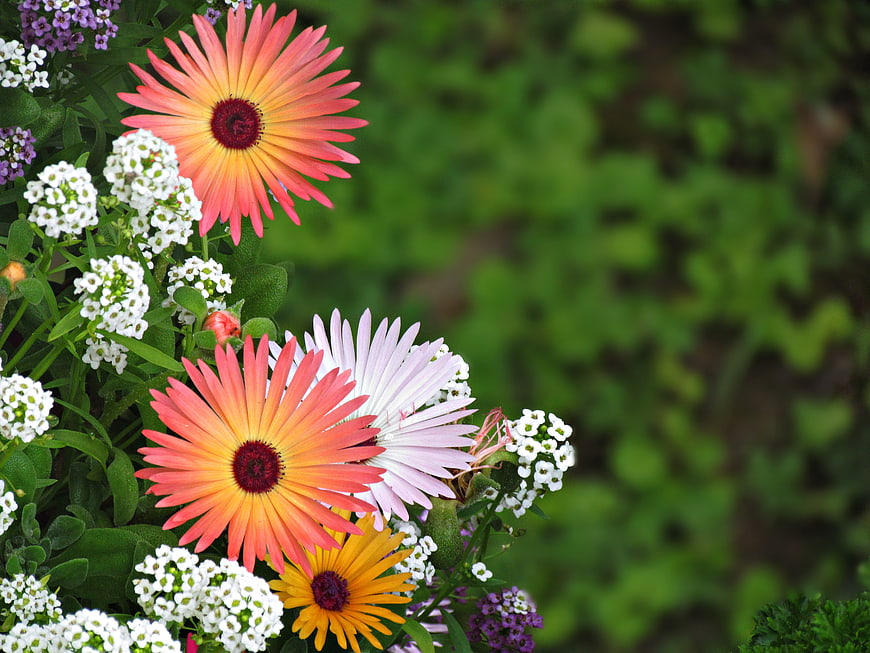Vibrant Gerbera Daisies and White Flowers in Garden