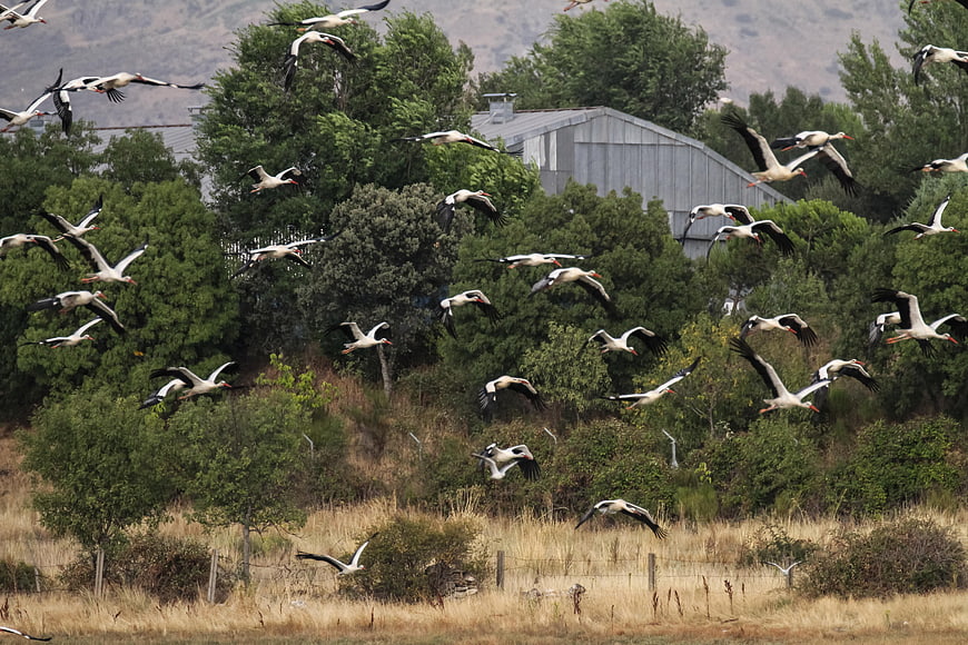 Flock of White Storks Flying Over Rural Spanish Landscape