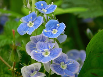 Close-up of blue speedwell flowers blooming in a green garden