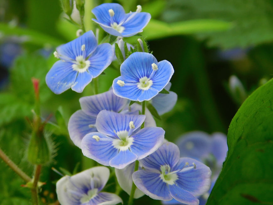 Close-up of blue speedwell flowers blooming in a green garden