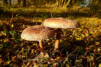 Two brown parasol mushrooms in autumn forest sunlight