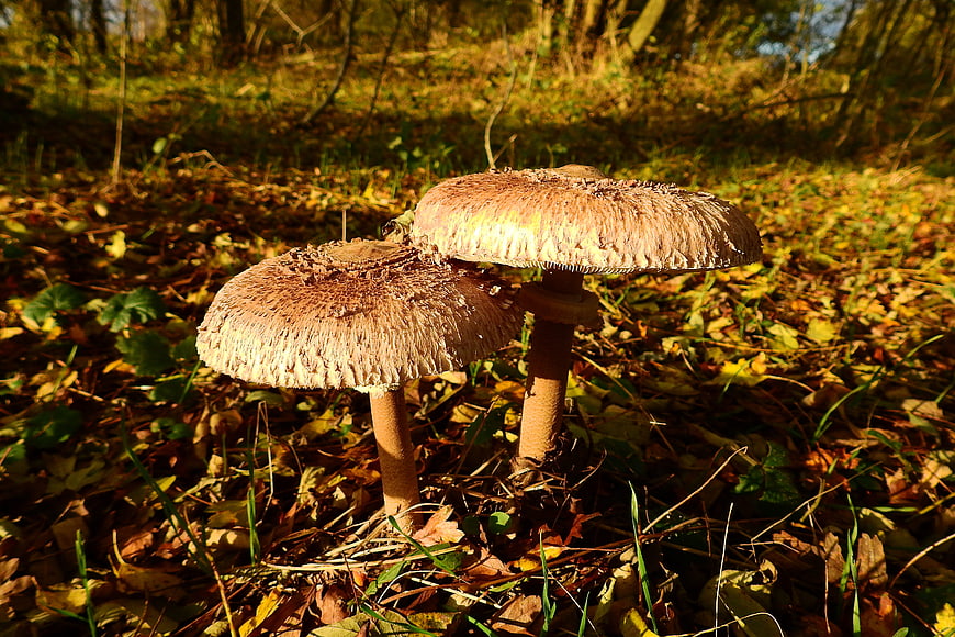 Two brown parasol mushrooms in autumn forest sunlight