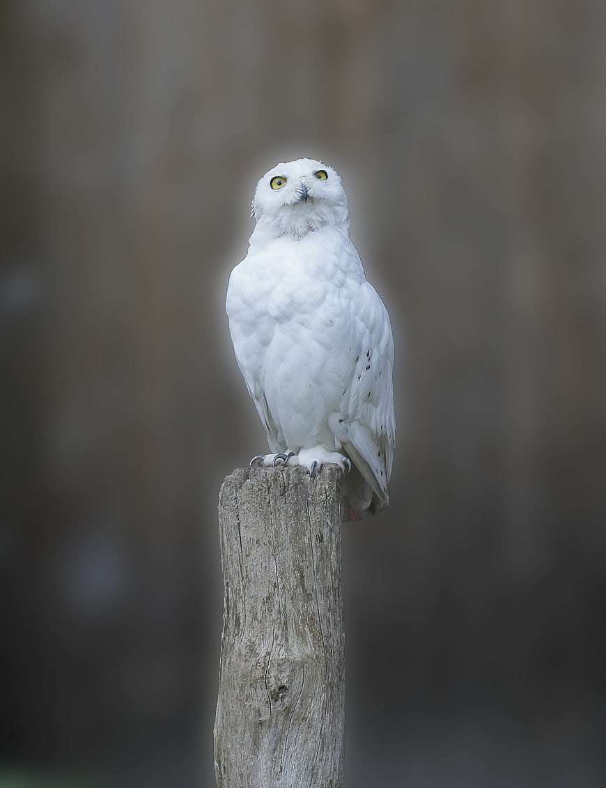 White Snowy Owl Perched on Wooden Post
