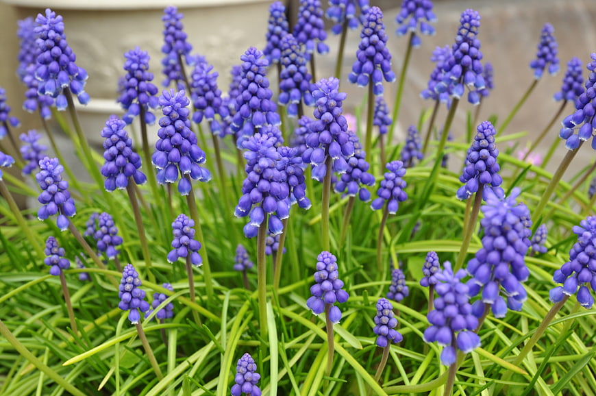 Vibrant Purple Grape Hyacinth Flowers in Spring Garden