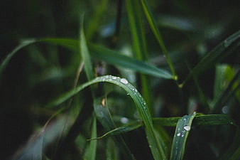 Close-up of green grass blades with water droplets