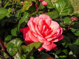 Vibrant Pink Rose Bloom in Sunlight