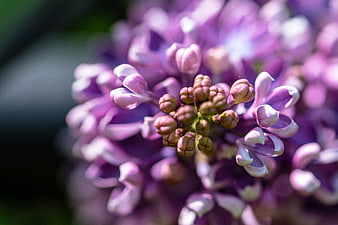Close-up of purple lilac flowers with buds