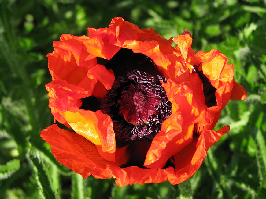 Vibrant Orange Poppy Flower Close-Up in Green Garden