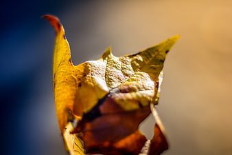 Close-up of a yellow autumn leaf with blue and orange background