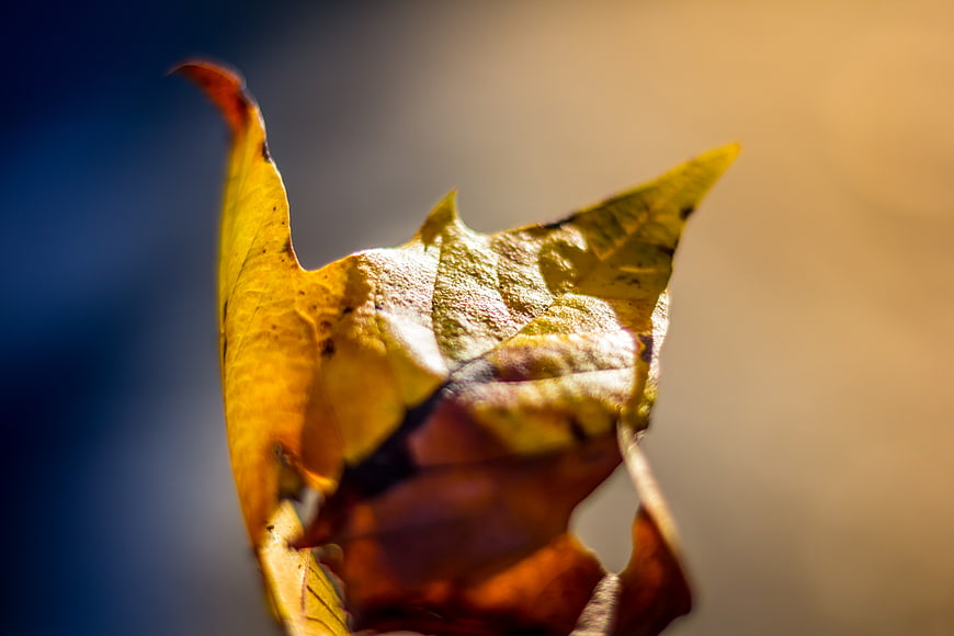 Close-up of a yellow autumn leaf with blue and orange background