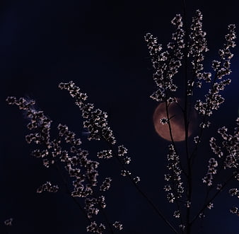 Silhouetted Wildflowers Against a Full Moon at Night