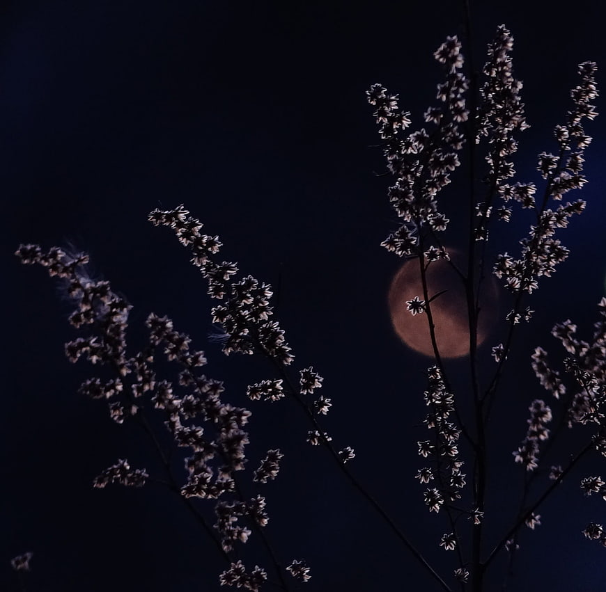 Silhouetted Wildflowers Against a Full Moon at Night
