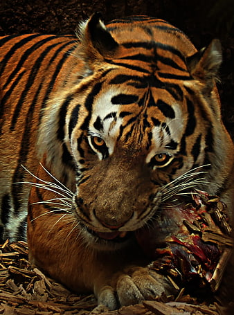 Close-up of a tiger eating raw meat on wood chips