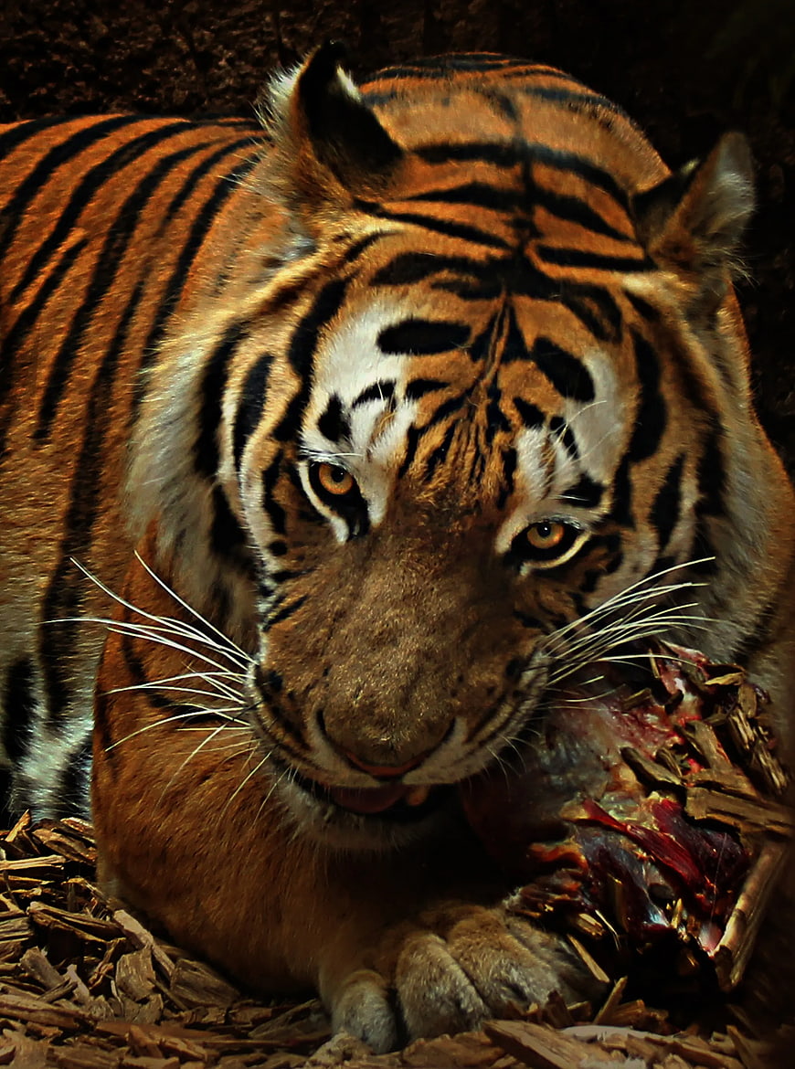 Close-up of a tiger eating raw meat on wood chips