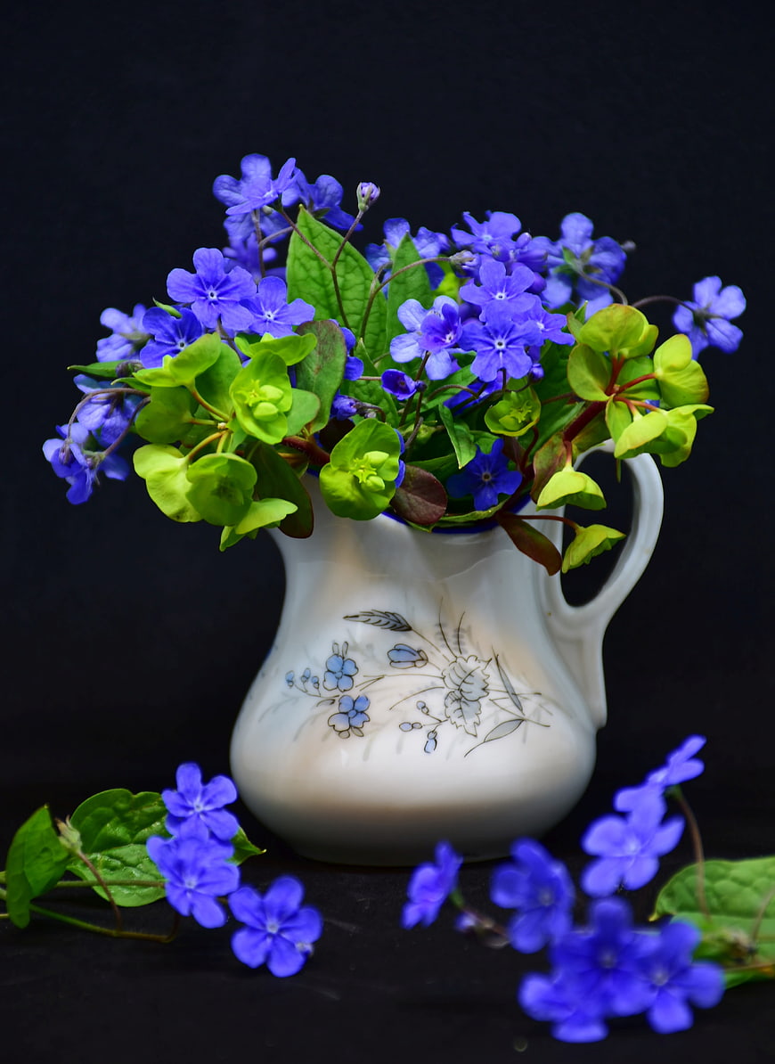 Blue Forget-Me-Not Flowers in Vintage White Ceramic Pitcher