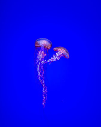 Two Pink Jellyfish Floating in Deep Blue Water