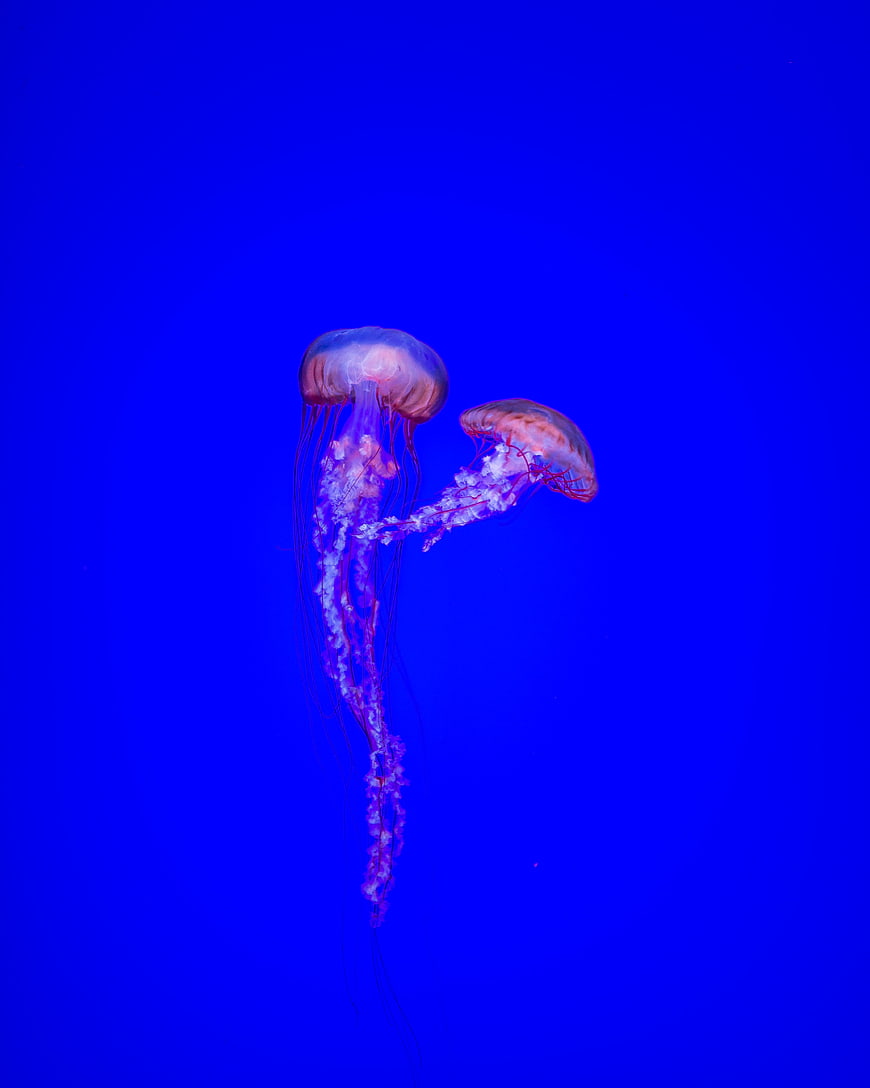 Two Pink Jellyfish Floating in Deep Blue Water