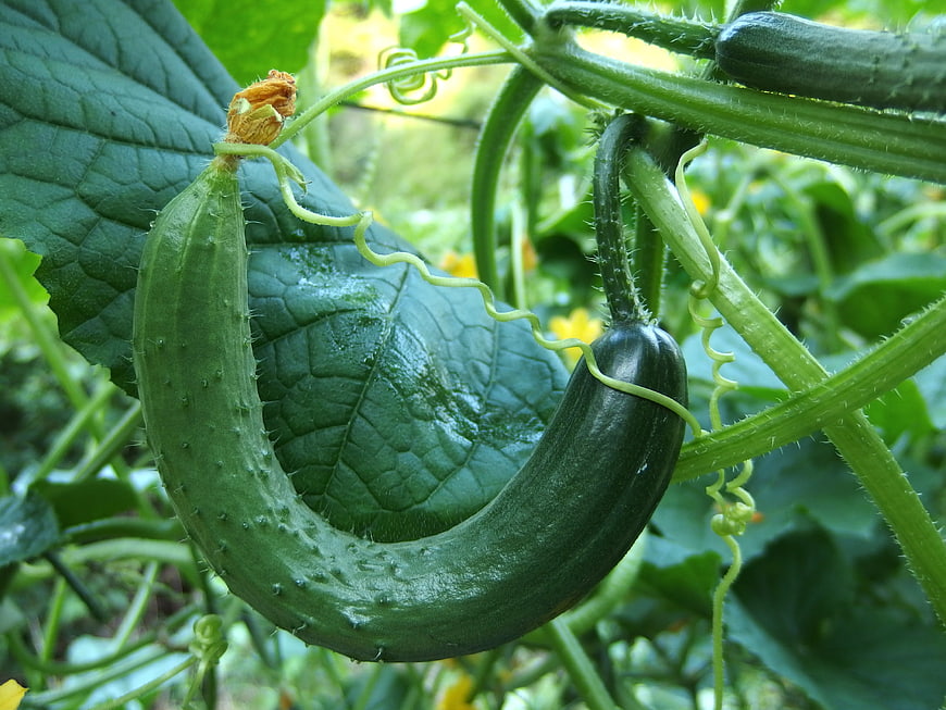 Curved cucumber growing on a vine with green leaves and tendrils