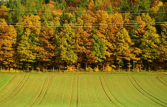 Autumn Forest Landscape With Green Agricultural Field And Power Lines