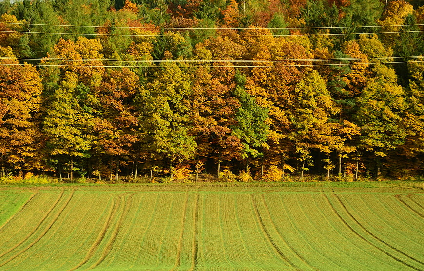 Autumn Forest Landscape With Green Agricultural Field And Power Lines