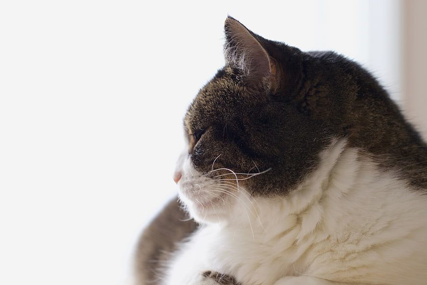 Sleeping Tabby and White Cat in Profile