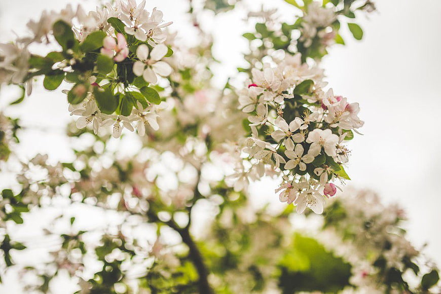 White Apple Blossoms on Branch in Spring