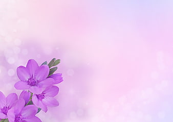 Purple Freesia Flowers on Soft Pink Pastel Bokeh Background